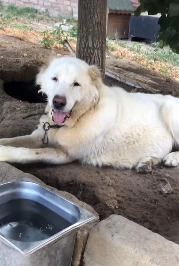 Alabay Kiz,  Mixed Breed for adoption at Yedikule Hayvan Barinagi, Istanbul