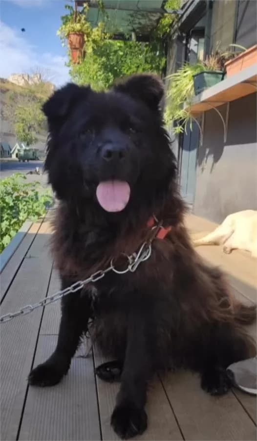 Bitter, Mixed Breed (Yedikule Hayvan Barinagi)