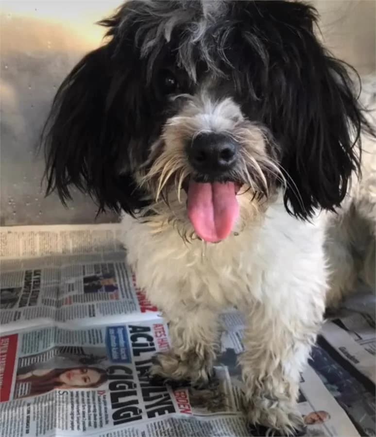 Carsi,  Mixed Breed for adoption at Yedikule Hayvan Barinagi, Istanbul