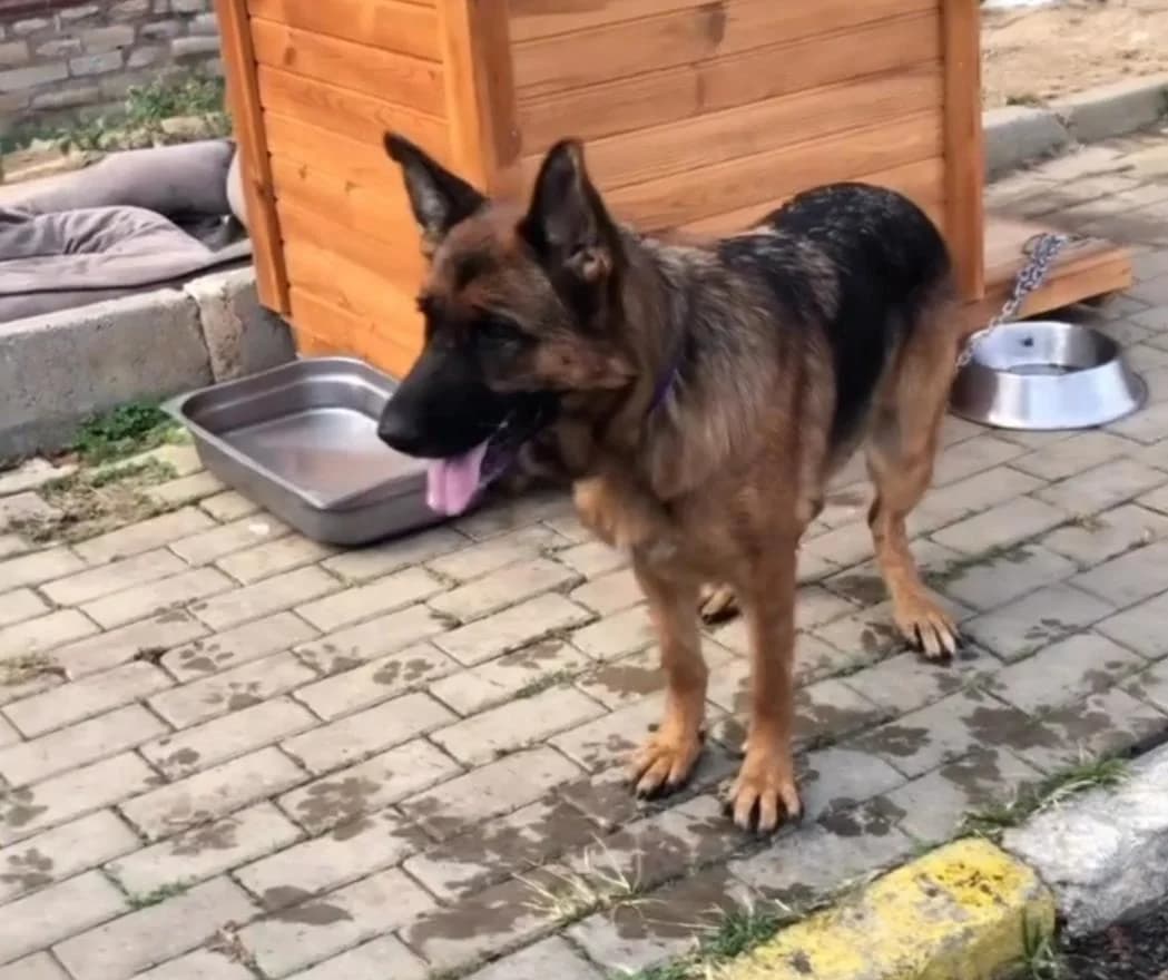 Tina, Mixed Breed (Yedikule Hayvan Barinagi)