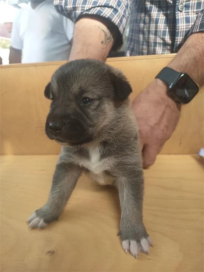 İnci, Mixed Breed (Yedikule Hayvan Barinagi)