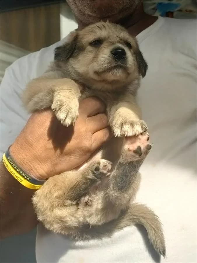 Mercan, Mixed Breed (Yedikule Hayvan Barinagi)