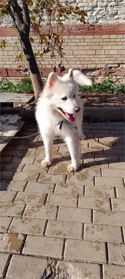 Ece, Mixed Breed (Yedikule Hayvan Barinagi)