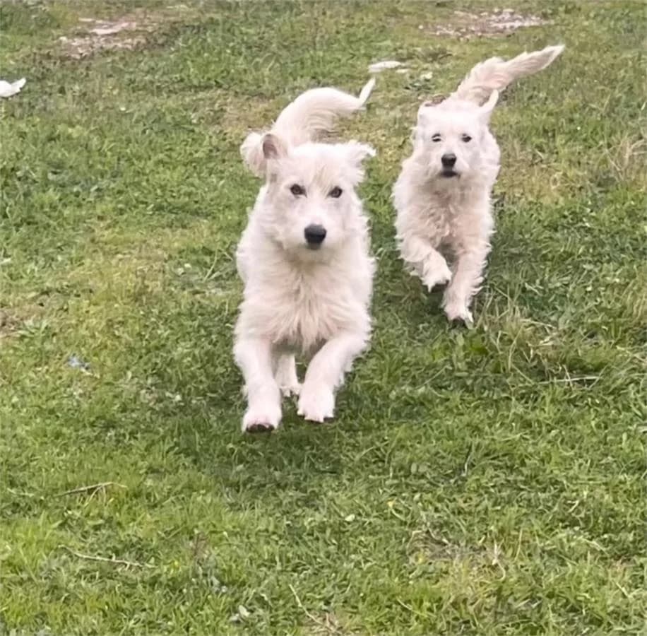 Sütlaç Ve Güllaç,  Mixed Breed for adoption at Yedikule Hayvan Barinagi, Istanbul