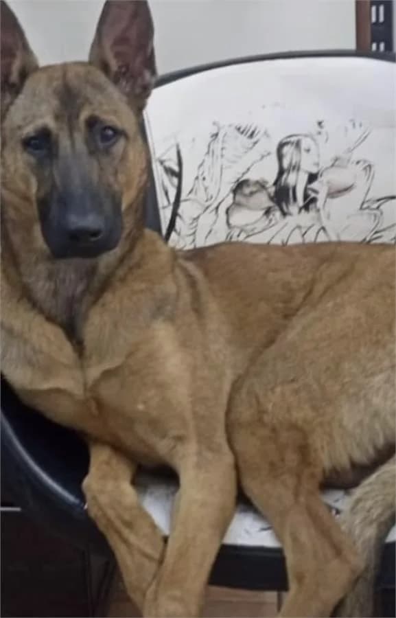Malinois Bidik, Mixed Breed (Yedikule Hayvan Barinagi)