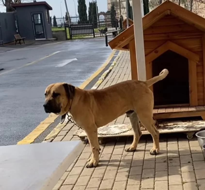 Big Boss, Mixed Breed (Yedikule Hayvan Barinagi)