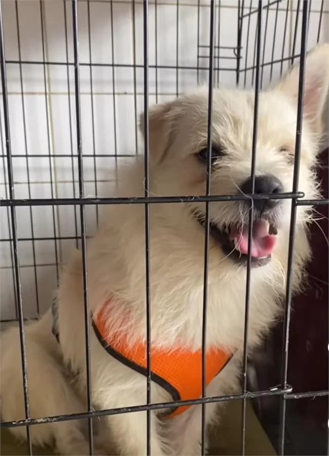 Beyaz, Mixed Breed (Yedikule Hayvan Barinagi)