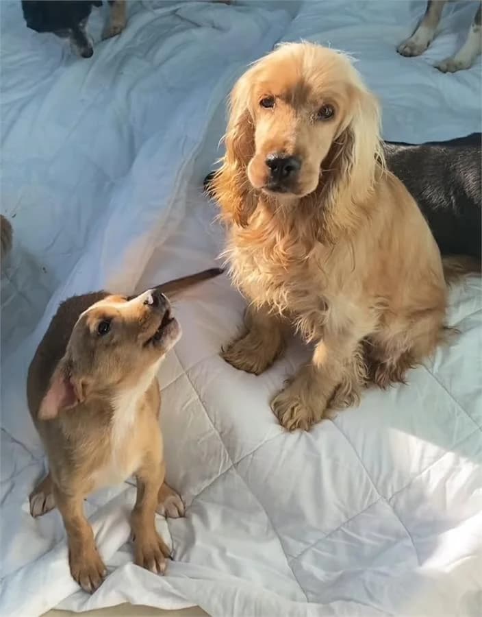 Suzi Ve Rozi,  Mixed Breed for adoption at Yedikule Hayvan Barinagi, Istanbul