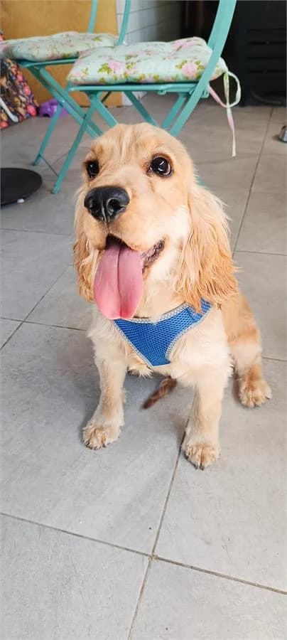 Felix, Mixed Breed (Yedikule Hayvan Barinagi)