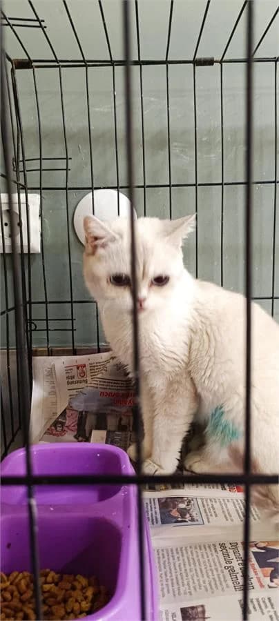 Panduf, Mixed Breed (Yedikule Hayvan Barinagi)
