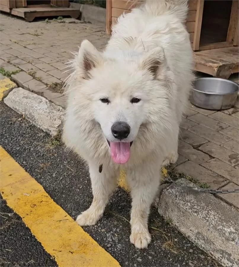Bulut, Mixed Breed (Yedikule Hayvan Barinagi)