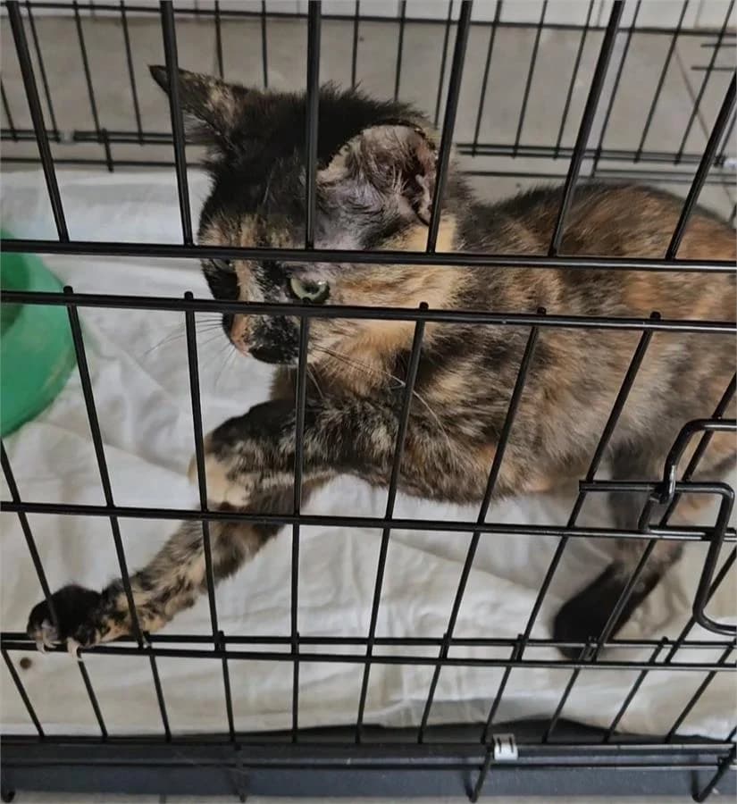 Karamel, Mixed Breed (Yedikule Hayvan Barinagi)