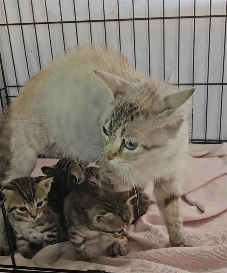 Ünzile, Mixed Breed (Yedikule Hayvan Barinagi)