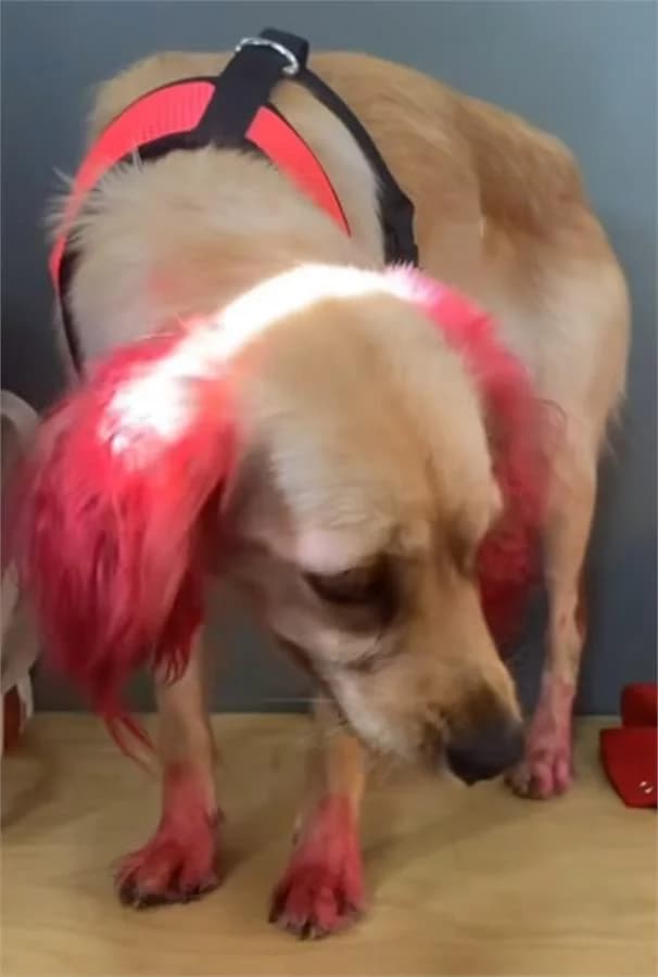 Pembe, Mixed Breed (Yedikule Hayvan Barinagi)
