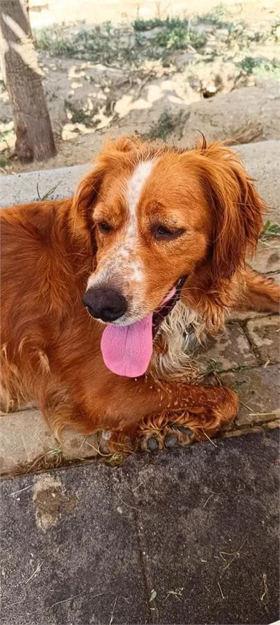 Hardal, Mixed Breed (Yedikule Hayvan Barinagi)