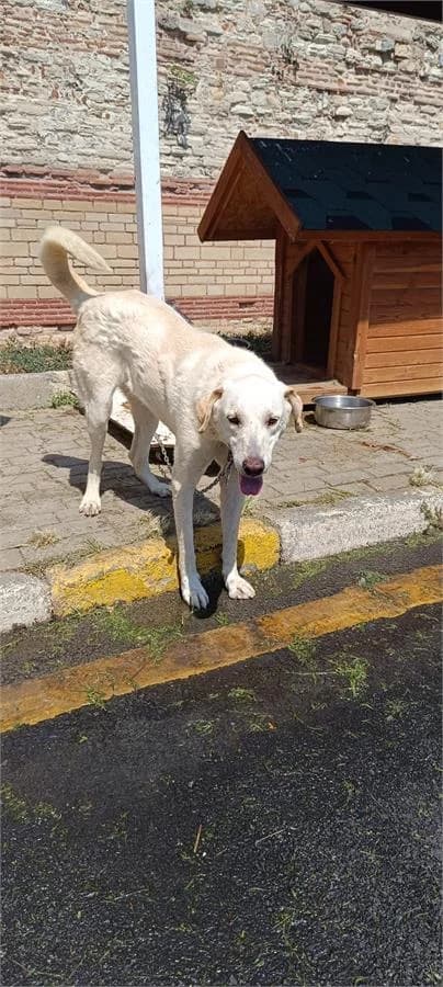 Masal Kiz,  Mixed Breed for adoption at Yedikule Hayvan Barinagi, Istanbul