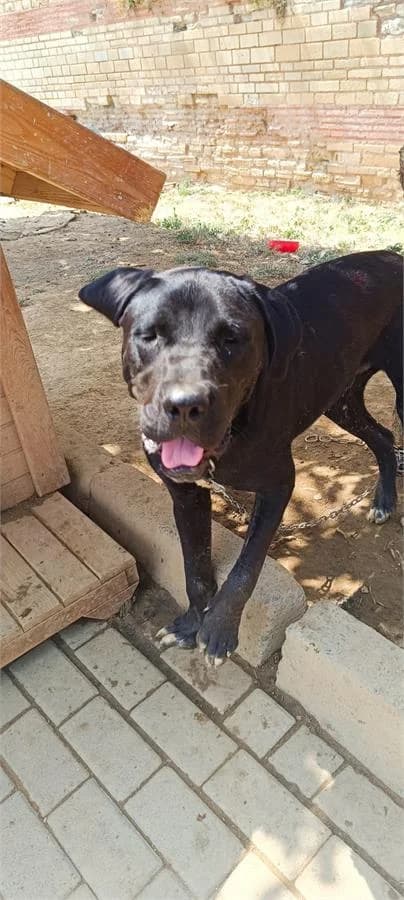 Black, Mixed Breed (Yedikule Hayvan Barinagi)
