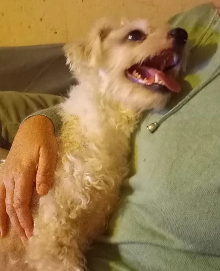 Bambam, Mixed Breed (Yedikule Hayvan Barinagi)