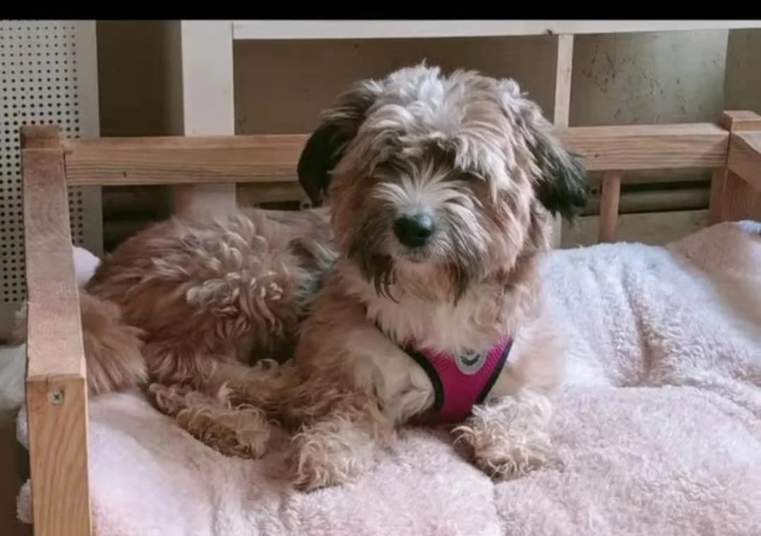 Max, Mixed Breed (Yedikule Hayvan Barinagi)