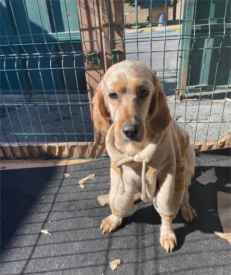 Vefa, Mixed Breed (Yedikule Hayvan Barinagi)