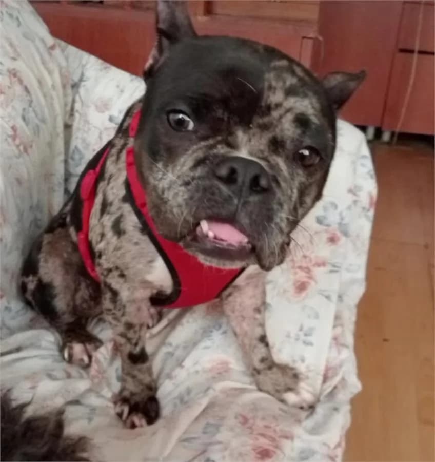 Deniz, Mixed Breed (Yedikule Hayvan Barinagi)