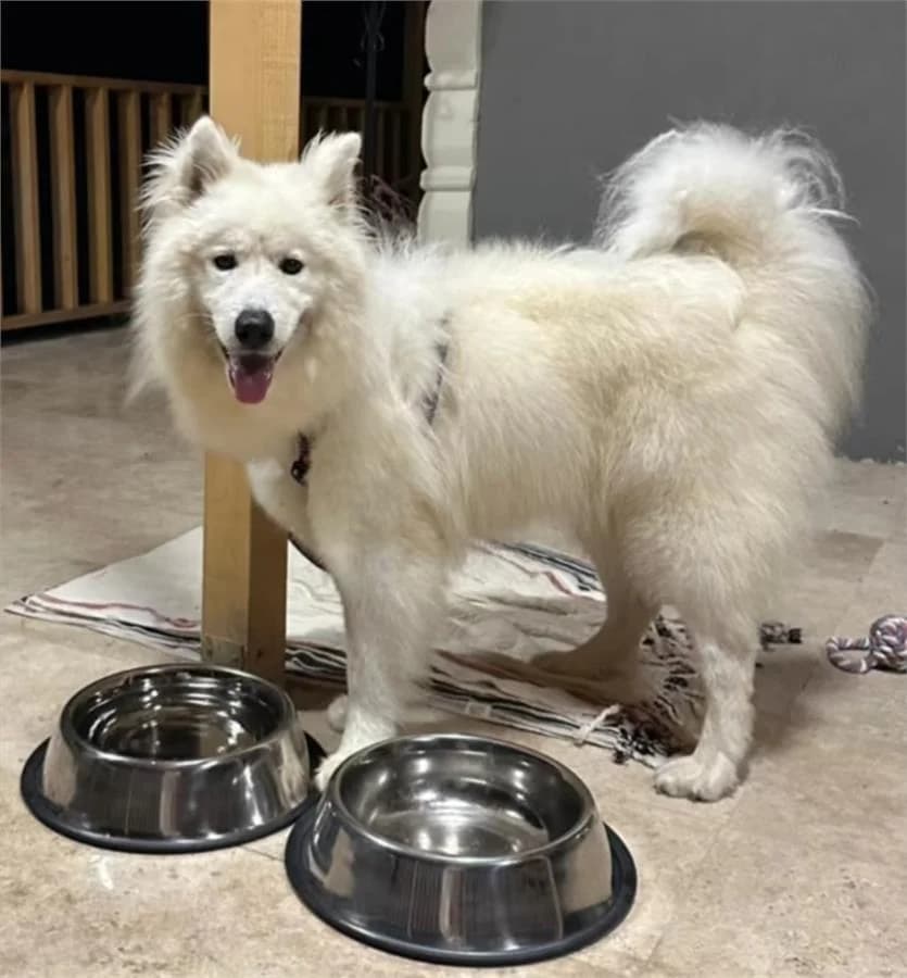 Uzay, Mixed Breed (Yedikule Hayvan Barinagi)