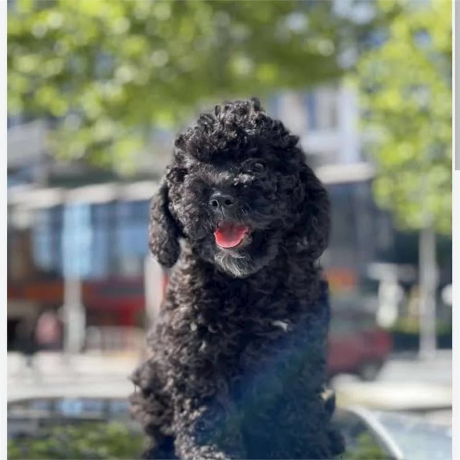 Negro, Mixed Breed (Yedikule Hayvan Barinagi)
