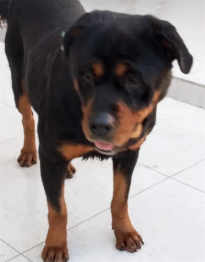 Barni, Mixed Breed (Yedikule Hayvan Barinagi)