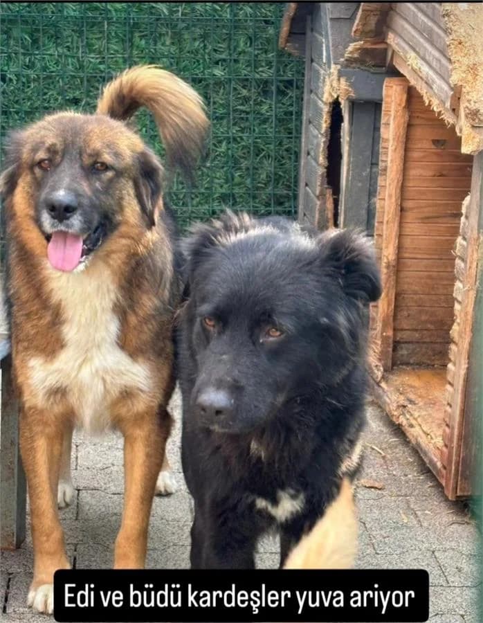 Edi Ve Büdü, Mixed Breed (Yedikule Hayvan Barinagi)