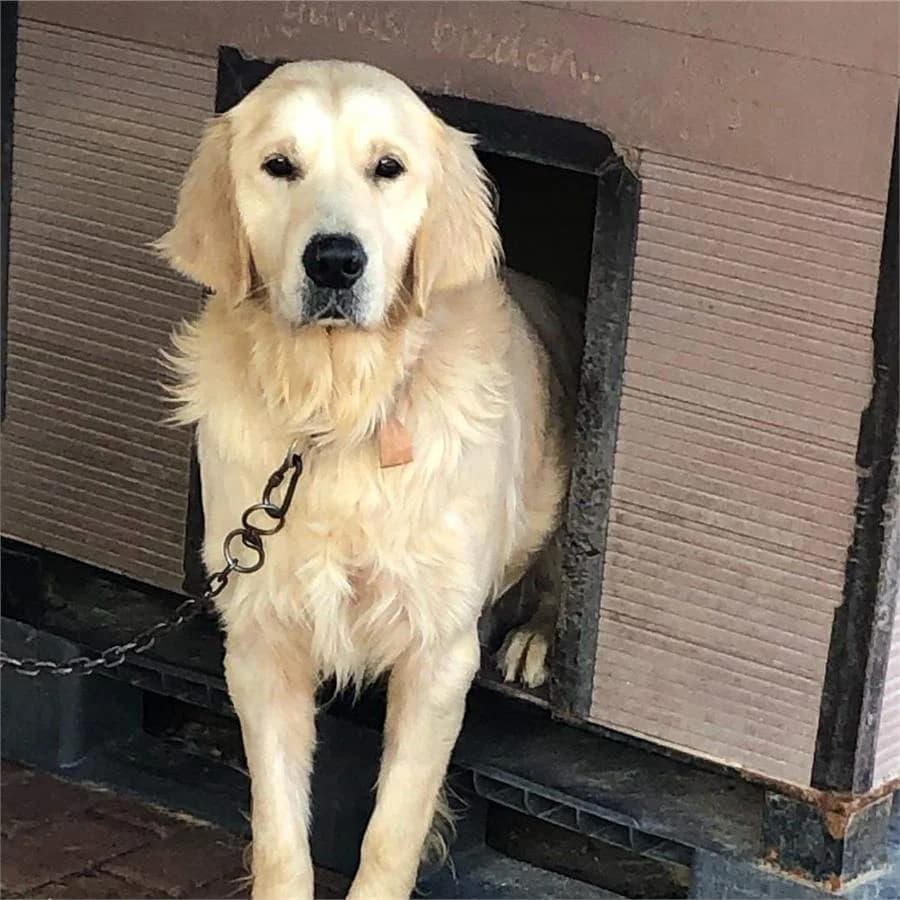 Tarcın,  Mixed Breed for adoption at Yedikule Hayvan Barinagi, Istanbul