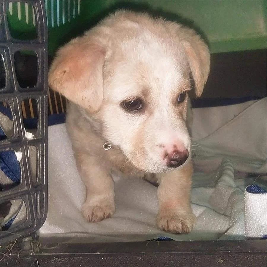 Adim Limonum,  Mixed Breed for adoption at Yedikule Hayvan Barinagi, Istanbul