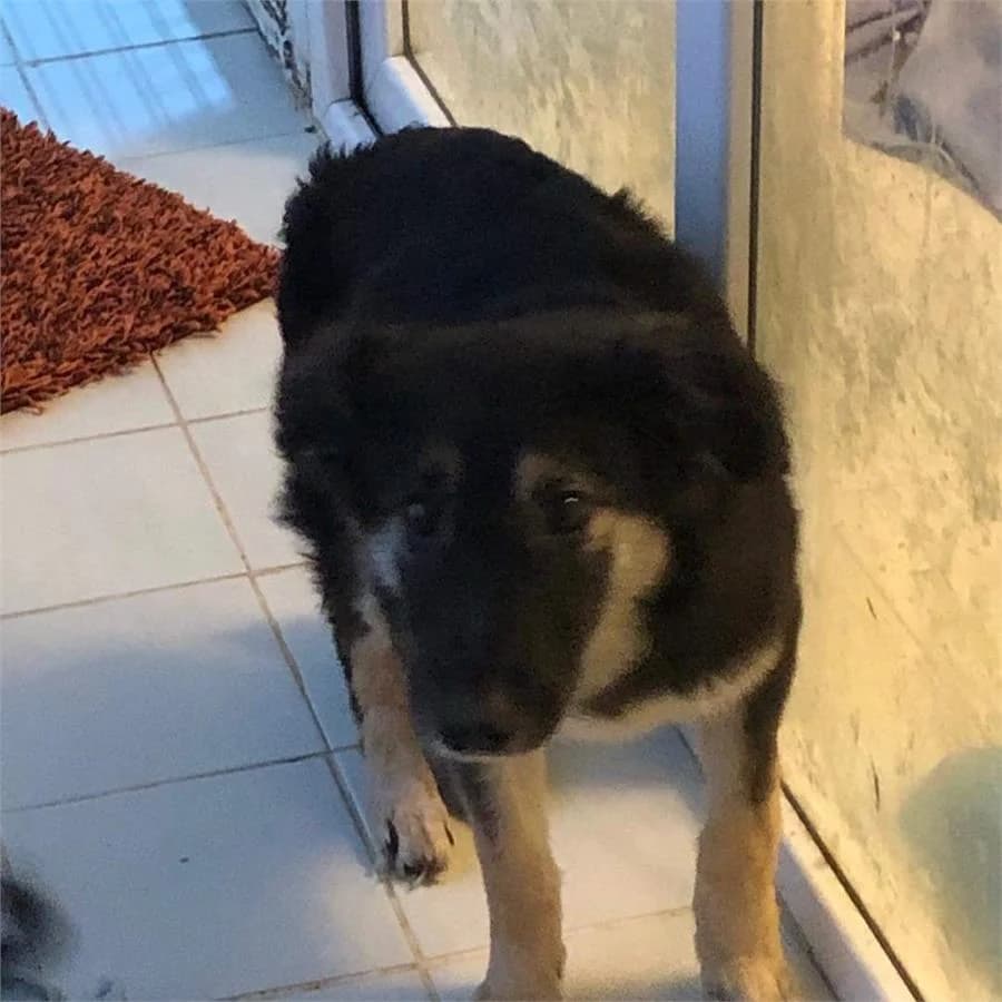 Merhaba Ben Engelli Bircan Kız😊um,  Mixed Breed for adoption at Yedikule Hayvan Barinagi, Istanbul