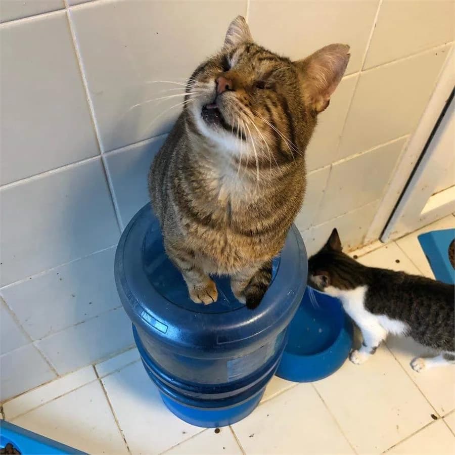 Merhaba Adım Ela,  Mixed Breed for adoption at Yedikule Hayvan Barinagi, Istanbul