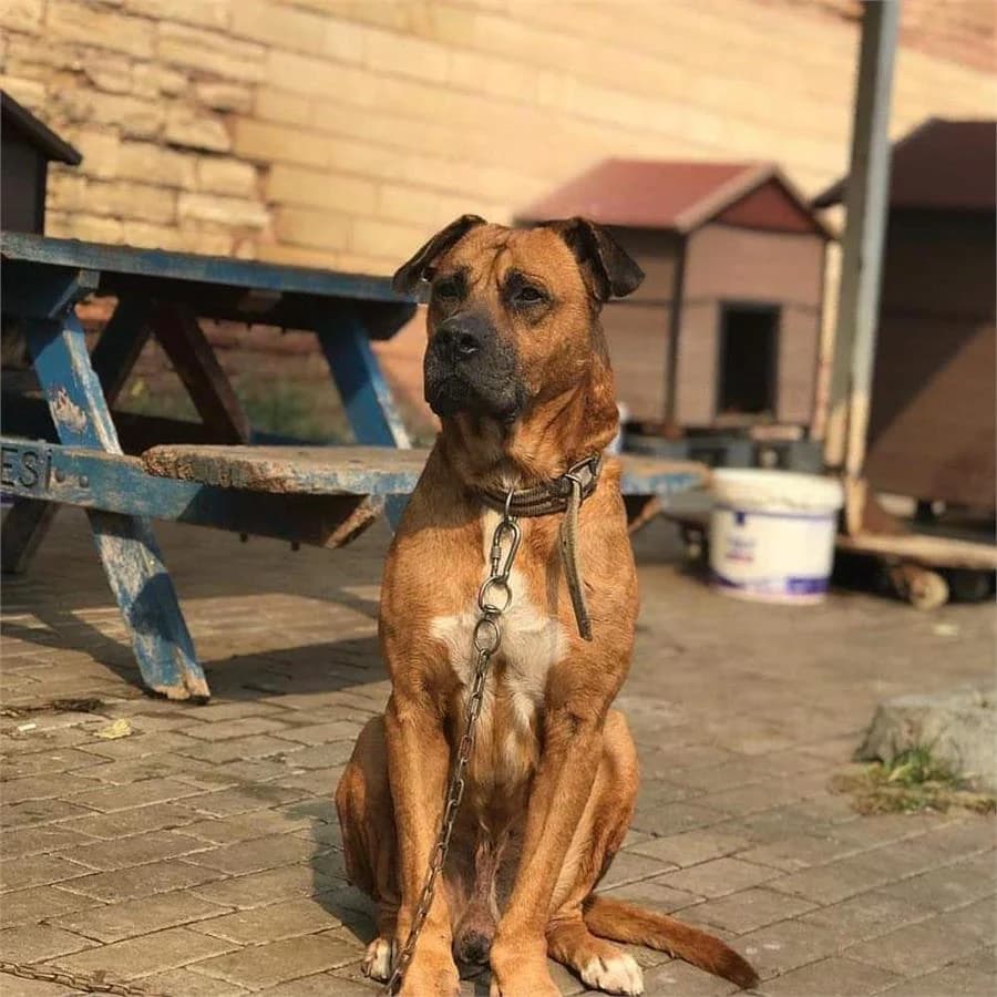 Selam Ben Tommy Benim Yuvam Olurmusun (yuvabuldu),  Mixed Breed for adoption at Yedikule Hayvan Barinagi, Istanbul