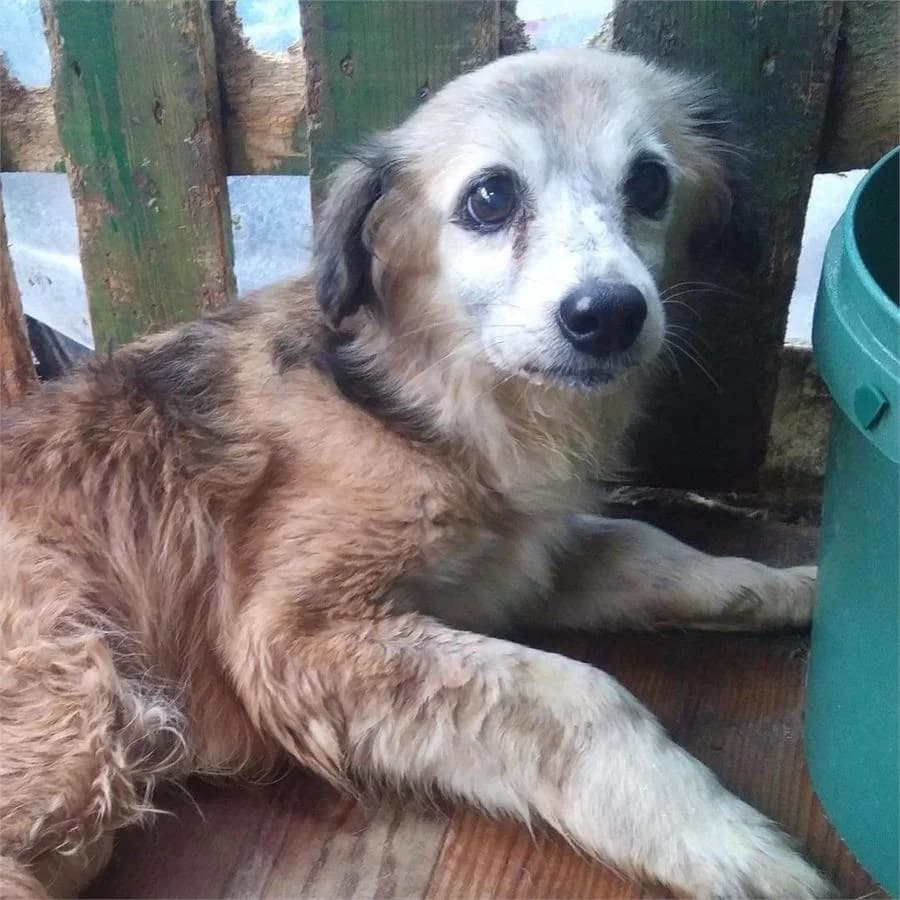 Merhaba Ben Umut ( Melek Oldu ),  Mixed Breed for adoption at Yedikule Hayvan Barinagi, Istanbul