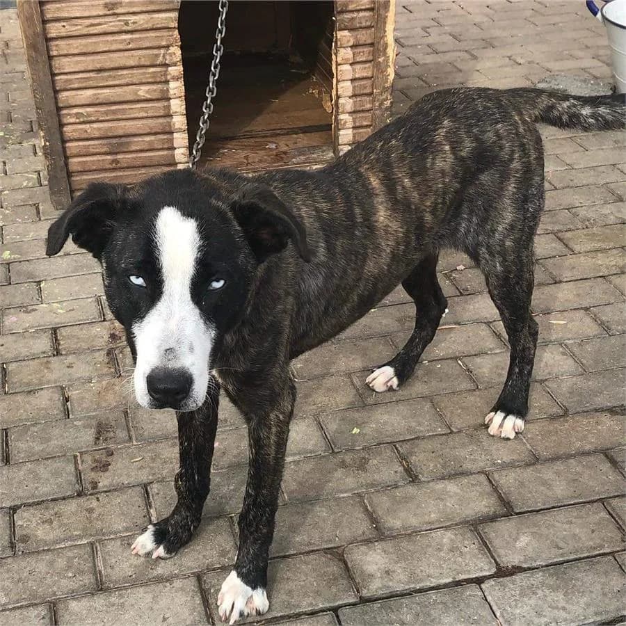 Tunç,  Mixed Breed for adoption at Yedikule Hayvan Barinagi, Istanbul