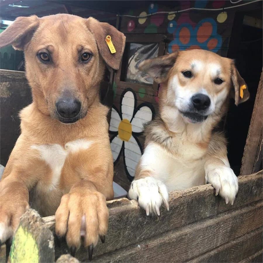 Yunus Ve Hops,  Mixed Breed for adoption at Yedikule Hayvan Barinagi, Istanbul
