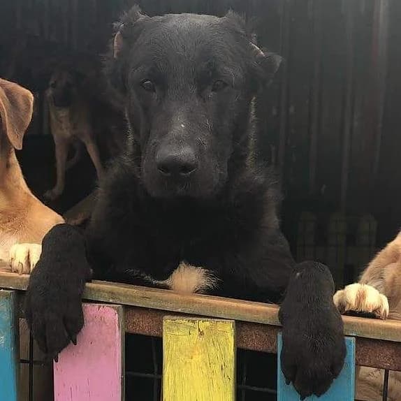 Shadow,  Mixed Breed for adoption at Yedikule Hayvan Barinagi, Istanbul