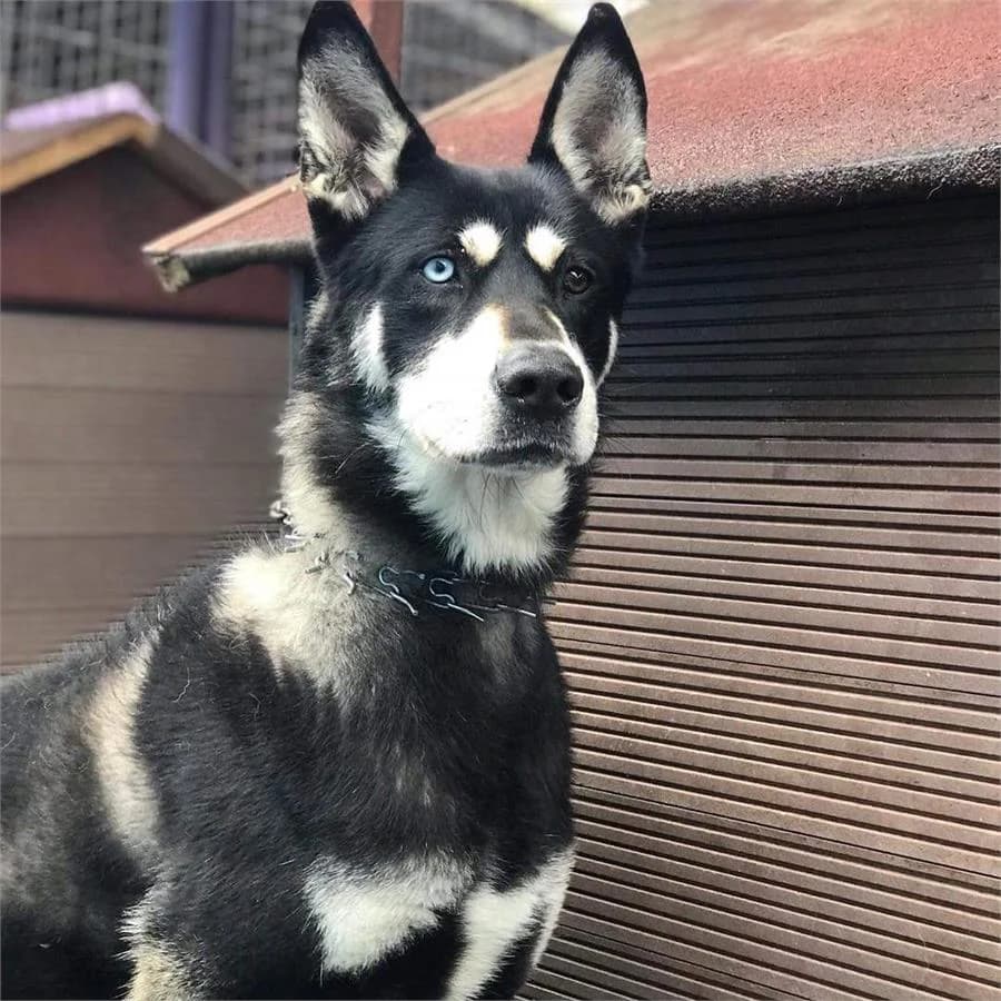 Buz,  Mixed Breed for adoption at Yedikule Hayvan Barinagi, Istanbul