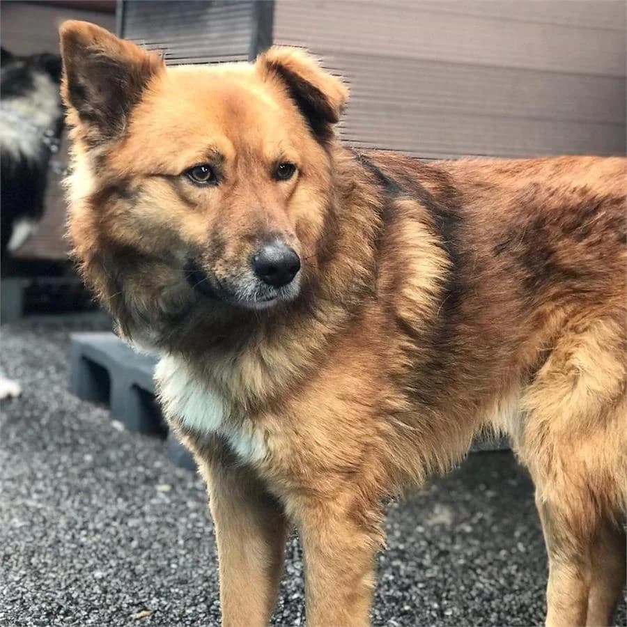Çakıl,  Mixed Breed for adoption at Yedikule Hayvan Barinagi, Istanbul