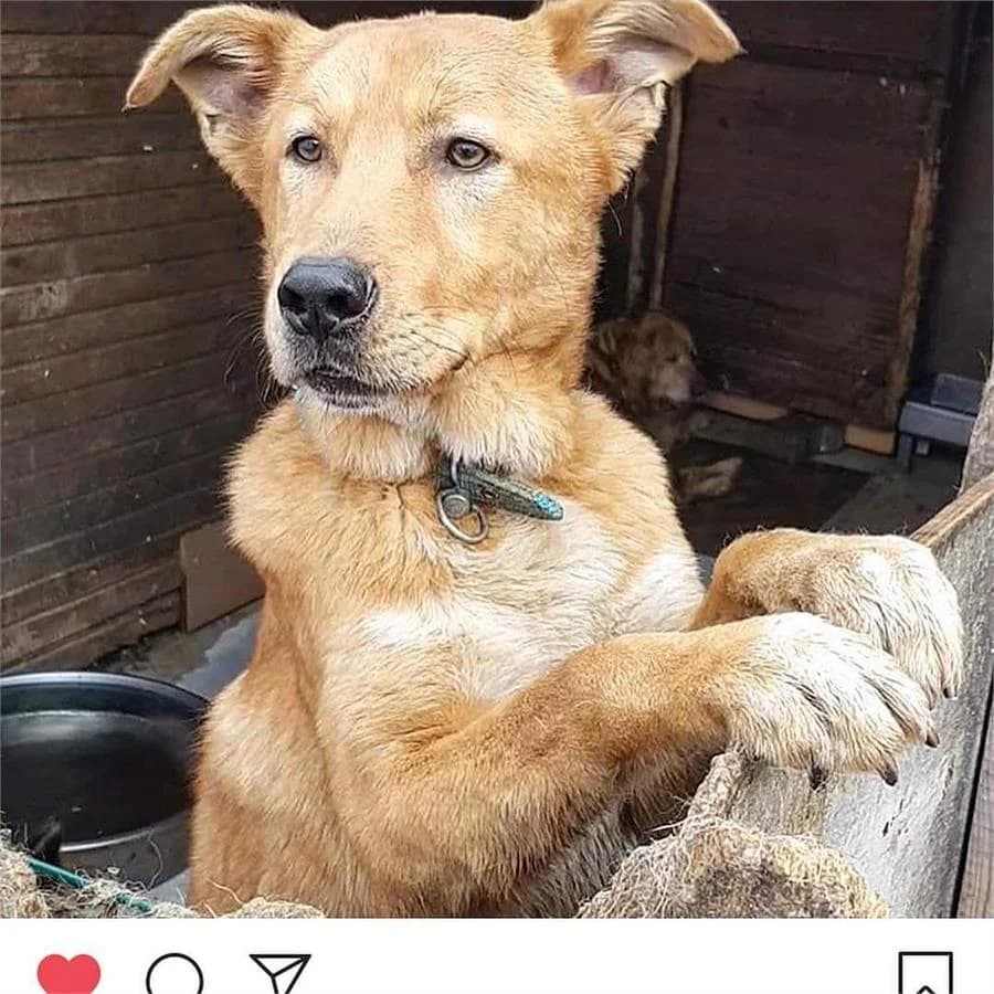 Buda,  Mixed Breed for adoption at Yedikule Hayvan Barinagi, Istanbul