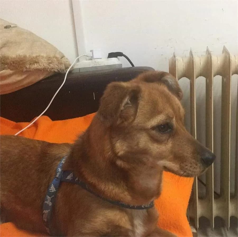 Pamela,  Mixed Breed for adoption at Yedikule Hayvan Barinagi, Istanbul