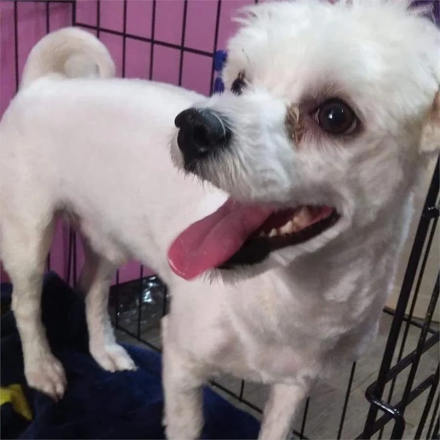 Casper,  Mixed Breed for adoption at Yedikule Hayvan Barinagi, Istanbul