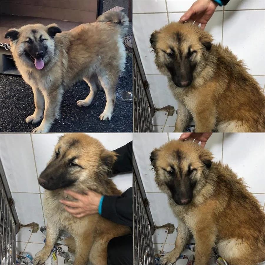 Yağmur,  Mixed Breed for adoption at Yedikule Hayvan Barinagi, Istanbul