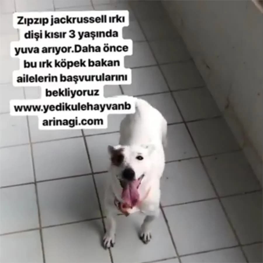 Zıpzıp(yuvabuldu),  Mixed Breed for adoption at Yedikule Hayvan Barinagi, Istanbul