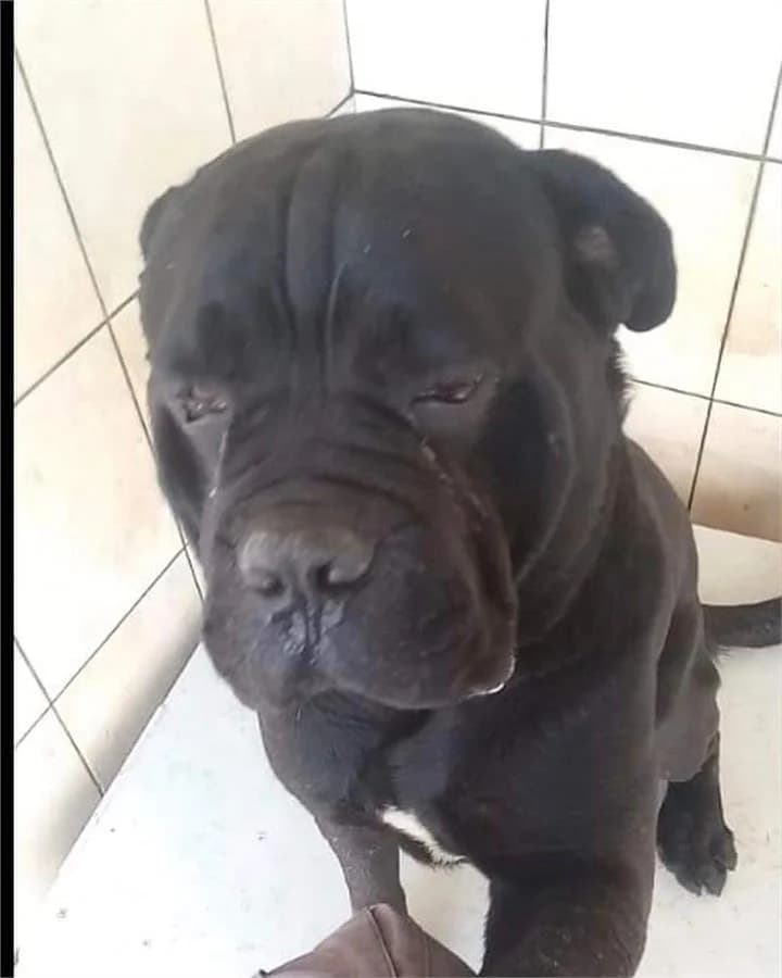 Golge(yuvabuldu),  Mixed Breed for adoption at Yedikule Hayvan Barinagi, Istanbul