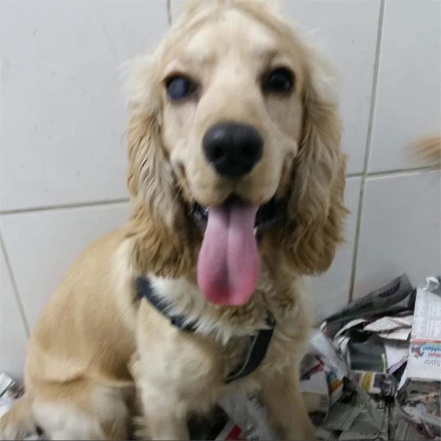 Dino Oğlumuz,  Mixed Breed for adoption at Yedikule Hayvan Barinagi, Istanbul