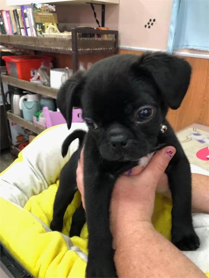 Romeo(yuvabuldu),  Mixed Breed for adoption at Yedikule Hayvan Barinagi, Istanbul