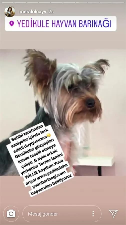 Um (yuvabuldu),  Mixed Breed for adoption at Yedikule Hayvan Barinagi, Istanbul