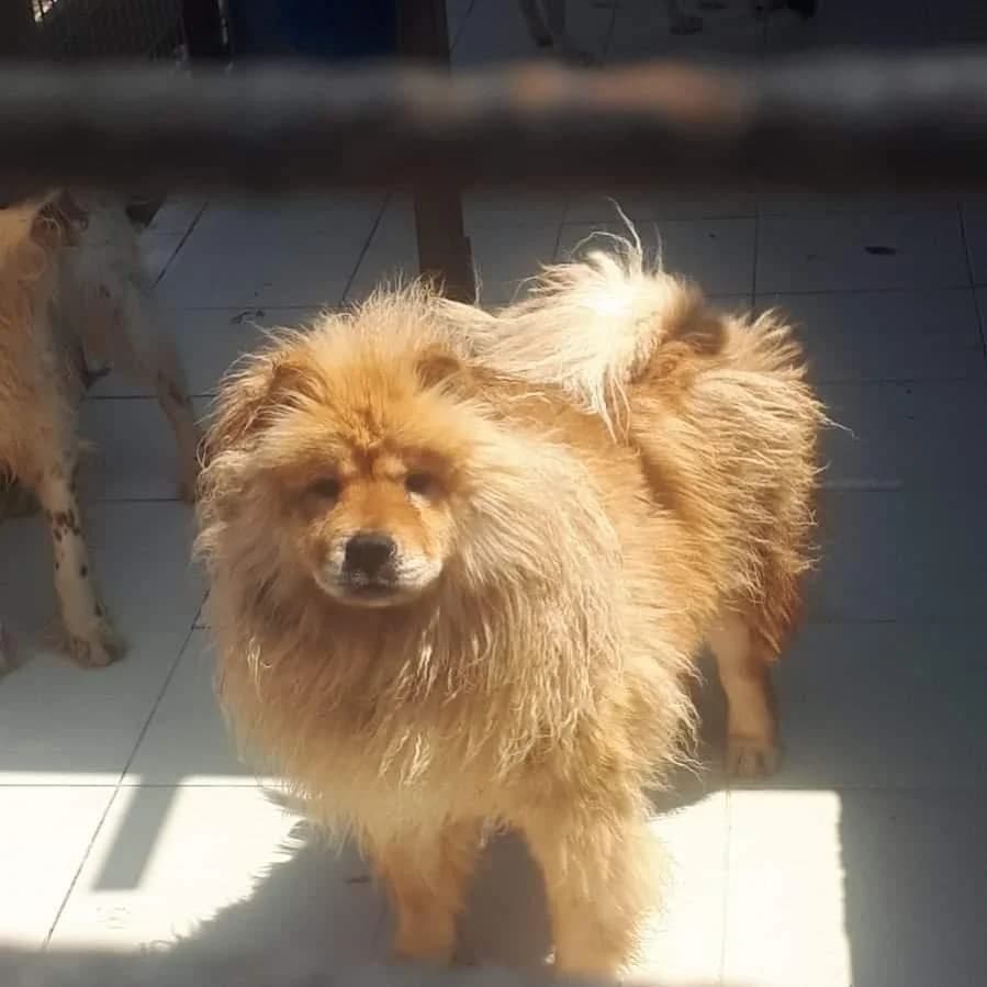 Yeni Yuvam Olurmusun (yuvabuldu),  Mixed Breed for adoption at Yedikule Hayvan Barinagi, Istanbul